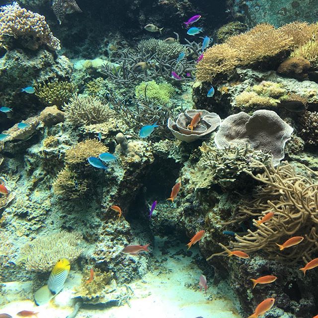美ら海水族館　熱帯魚